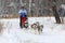 A man racing five dogs breed Siberian husky in winter during the Husky festival 2019 in Novosibirsk