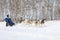 A man racing four dogs breed Siberian husky in winter during the Husky festival 2019 in Novosibirsk