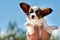 A man raises a Papillon puppy high. Small dog against the blue sky