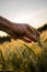 Man reaching out to touch a ripening ear of wheat