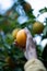 Man reaching up to pluck a ripe orange from a lush, leafy citrus tree