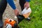 A man refuels a lawn mower& x27;s gasoline engine from a plastic tank