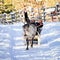 Man while reindeer sledge ride at winter Rovaniemi Northern Finland