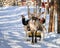 Man at reindeer sledge ride at winter Rovaniemi Northern Finland