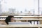 Man relaxing behind office desk