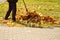 Man removes yellow leaves from grass autumn rakes