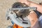 a man replaces the saw blade of an electric miter saw for woodworking. Repair and maintenance of power tools