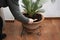 Man replanting a green palm tree