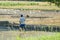 Man on the rice field.