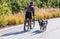 Man rides bike on paved trail with two Australian cow dogs on a leash in autumn - rear view with shadows and blurred background