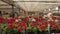 A man rides a forklift through a warehouse with blooming flowers, a large greenhouse warehouse for growing flowers