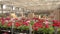 A man rides a forklift through a warehouse with blooming flowers, a large greenhouse warehouse for growing flowers