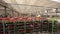 A man rides a forklift through a warehouse with blooming flowers, a large greenhouse warehouse for growing flowers