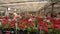 A man rides a forklift through a warehouse with blooming flowers, a large greenhouse warehouse for growing flowers