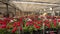 A man rides a forklift through a warehouse with blooming flowers, a large greenhouse warehouse for growing flowers