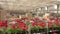 A man rides a forklift through a warehouse with blooming flowers, a large greenhouse warehouse for growing flowers