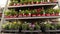 A man rides a forklift through a warehouse with blooming flowers, a large greenhouse warehouse for growing flowers