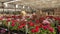 A man rides a forklift through a warehouse with blooming flowers, a large greenhouse warehouse for growing flowers