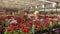 A man rides a forklift through a warehouse with blooming flowers, a large greenhouse warehouse for growing flowers