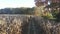 Man riding 4 wheeler through a sunny corn field farm in Central Pennsylvania USA