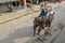 Man riding an elephant in the main street of Sauraha in Nepal