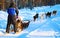 Man riding husky sledge in Lapland in winter Rovaniemi reflex