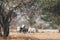 Man riding old wooden cart driven by a white buffalo in the rural area of Bagan, Myanmar