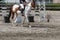 Man riding a pinto horse