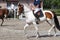 Man riding a pinto horse