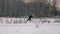 Man riding on skis in the woods. Slow motin