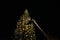 Man on the rising platform gigantic crane decorating Christmas tree