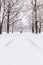 A man on the road in Babolovsky Park. Background forest in winter