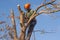 Man roped and balancing on tree