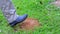 Man`s boot steps on active ant mound