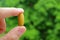 Man`s Fingers Holding a Pill with Blurry Green Foliage in Background