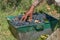 Man`s hand arranging grapes in basket