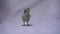 Man`s hand catch The gray baby Appenzeller Chick to the middle center of white screen for recorded the Video.