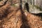 Man`s hand with clenched fist sticking out of fallen leaves