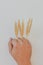 Man`s hand clenches into a fist and holds ears of wheat on a white background. The spikelets are tightly compressed in a person`s