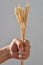 Man`s hand clenches into a fist and holds ears of wheat on a white background. The spikelets are tightly compressed in a person`s