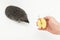 A man`s hand extends half an apple in the section of a Hedgehog to a wild animal with needles on a white background