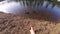 Man`s hand feeding duck gopro. a man sits by the river and feeding the ducks gopro. feeding the ducks at the lake on a