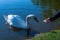 A man`s hand feeds a swan in the lake with bread. photo