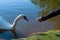 A man`s hand feeds a swan in the lake with bread. photo
