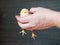 Man\'s hand firmly holding the little chick