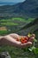 Man`s hand full of cloudberries on background of green valley of Vega island