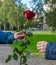 A man`s hand gives the girl a red rose flower