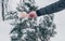A man`s hand in a grey jacket is getting a five thousand Russian roubles banknote from a snow covered juniper tree. Concept
