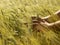 Man`s hand holding barley. Agriculture. Sunset.