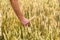 Man`s hand holding barley. Agriculture. Sunset. Farmer touching his crop with hand in a golden wheat field. Harvesting, organic